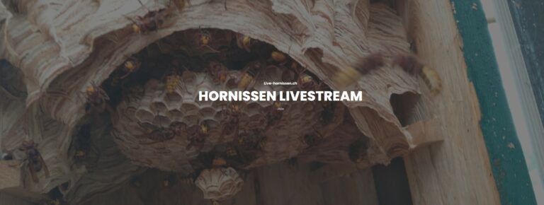 live-hornissen.ch