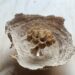 live hornisse