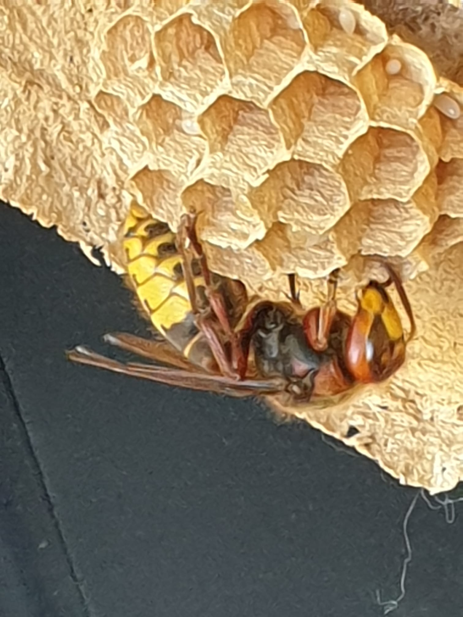 hornissenk&ouml;nigin