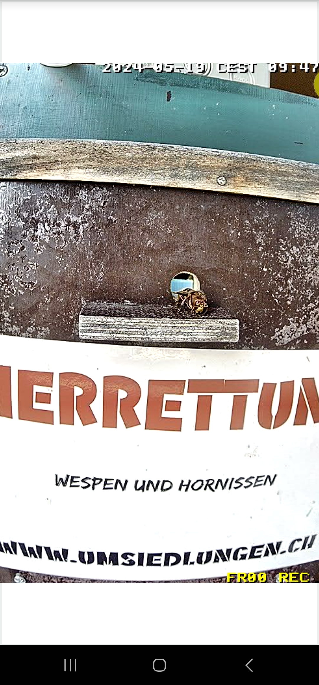live hornissen